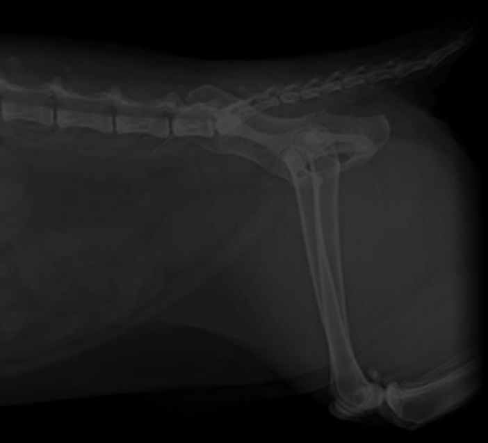 DynaTech 2000 Inc. Veterinarian XRay Imaging Equipment & Supplies